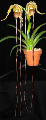 Phragmipedium popowii