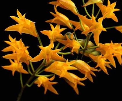 Bifrenaria aureofulva