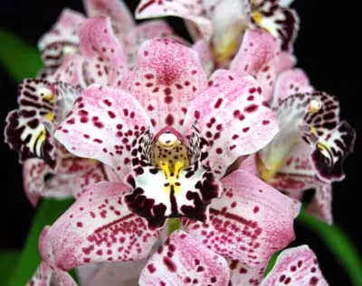 Cymbidium Samurai Hee-Haw 'Shogun'