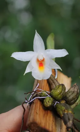 Dendrobium bellatulum
