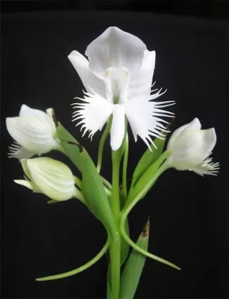 Pecteilis susannae