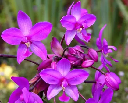 Spathoglottis Elizabeth Pink