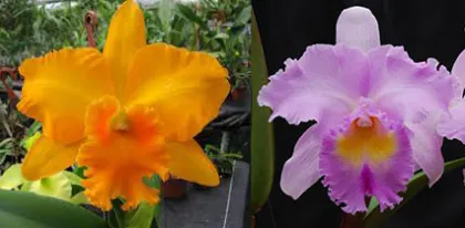 Potinara Haw Yuan Gold x Brassolaeliocattleya Pamela Hetherington 'Coronation'