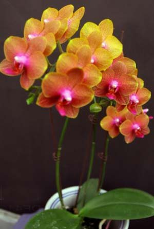 Doritaenopsis Gan Lin Sunset 'Orange'