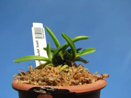 Neofinetia falcata Kisei Gyoku
