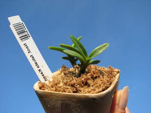 Neofinetia falcata Kasen