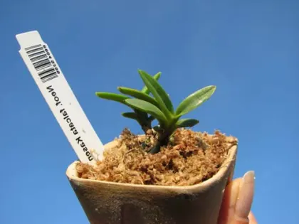 Neofinetia falcata Kasen