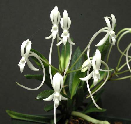 Neofinetia falcata Hakuun