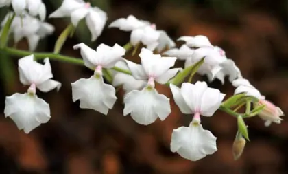 Calanthe harrisii