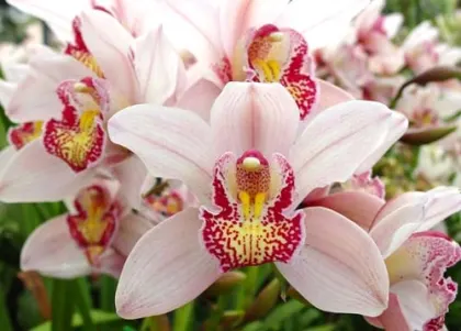 Cymbidium Christmas Beauty