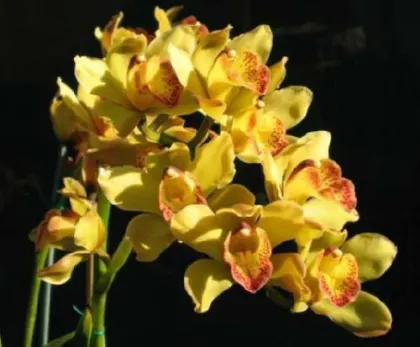 Cymbidium Valya Craig