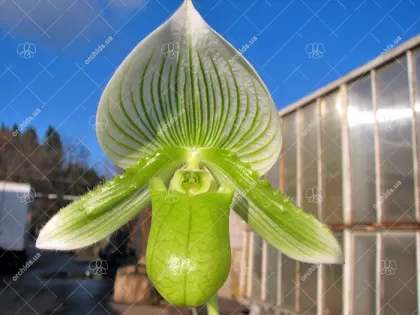 Paphiopedilum Maudiae alba (In-Charm)