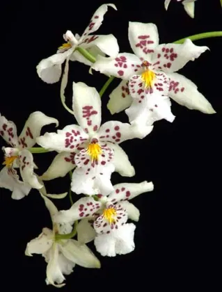 Beallara Pacific Pastel 'Mauna Loa'