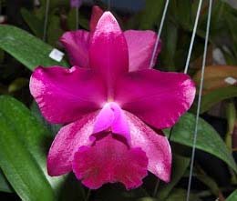 Laeliocattleya Sagarik Wax 'Fragrant Sky' x Cattleya walkeriana 'tipo'