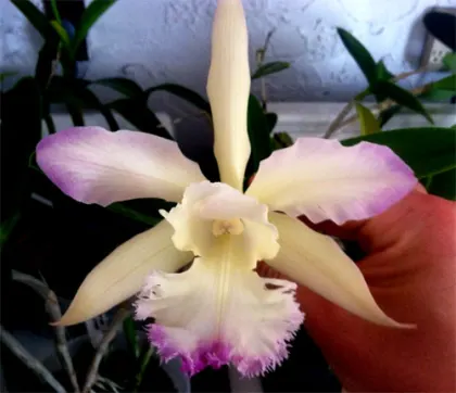 Brassocattleya Cordelia 'Cordelita' (Cattleya intermedia x Brassavola digbyana 'Mr. Pig')