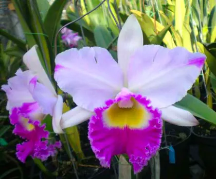 Brassolaeliocattleya Don De Michaels 'Z995' x Brassavola digbyana 'Mr Pig'