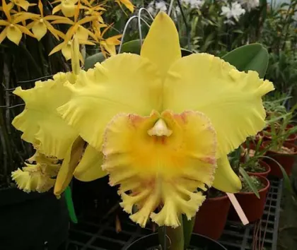 Brassolaeliocattleya Port of Paradise '3G' x Brassolaeliocattleya Haadyai Delight 'Bangprom Gold'
