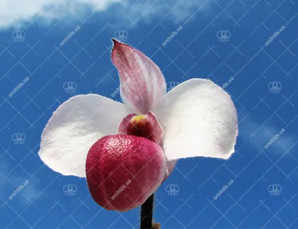 Paphiopedilum delenatii vinicolor