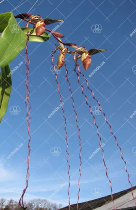 Paphiopedilum sanderianum