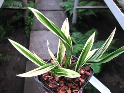 Cymbidium sinense 'Da Mo Guan'
