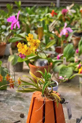 Oncidium (Tolumnia) Midas