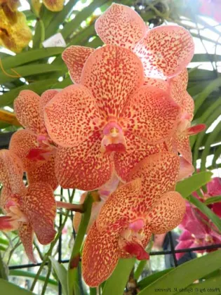 Ascocenda Butterfly x Vanda Srakaew
