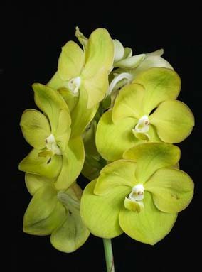 Ascocenda Jakkrit Gold