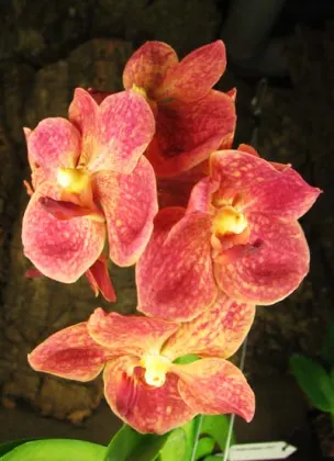 Ascocenda Krailerk x Vanda Wirat x Ascocenda Kultana Pappion