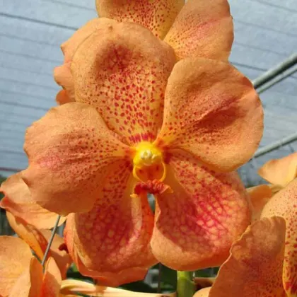 Ascocenda Kultana x Vanda Bitz's Heartthrob