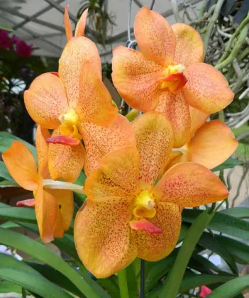 Ascocenda Kultana Orange Glow x Vanda Tarab Waxy