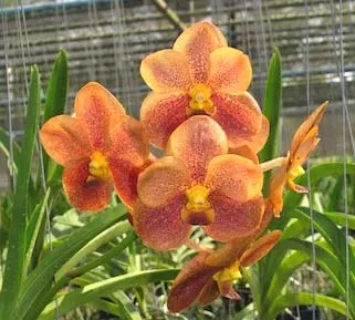 Ascocenda Kultana Pappion x Ascocenda Oriental Spirit