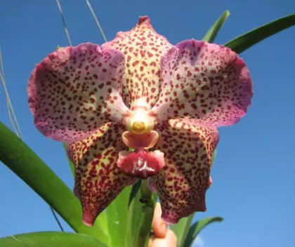 Ascocenda Lena Kamolphun x Ascocenda Kultana Gems