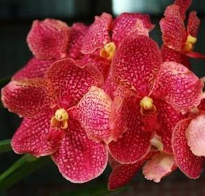 Ascocenda Miami 'Gold Spot' x Vanda Kultana Scarlet