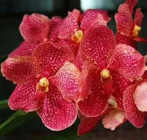 Ascocenda Miami 'Gold Spot' x Vanda Kultana Scarlet