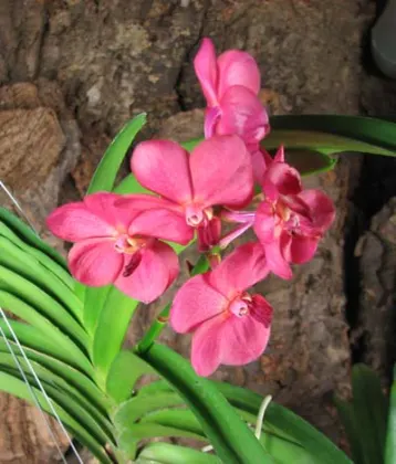 Ascocenda Udomchai Beauty