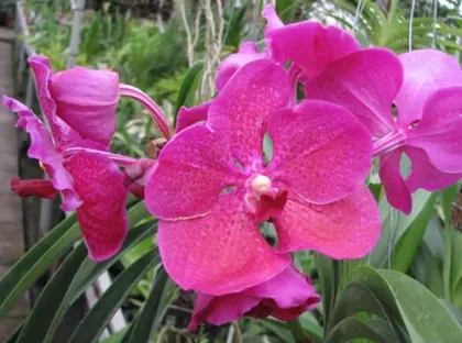 Ascocenda Varute Fushia x Vanda Srakaew