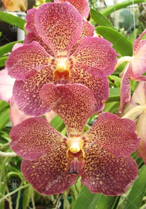 Vanda Sumon Spot x Ascocenda Kultana Pappion