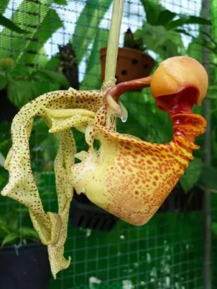 Coryanthes macrantha 'KS' x self
