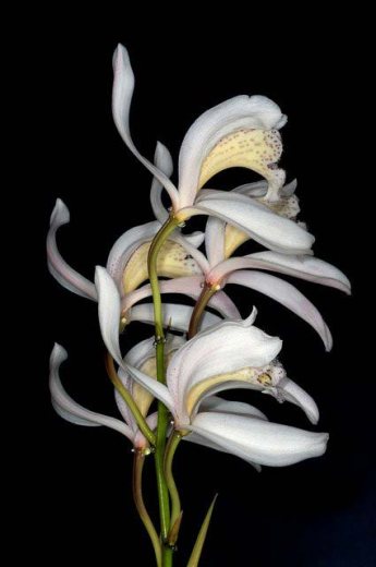 Cymbidium wenshanense