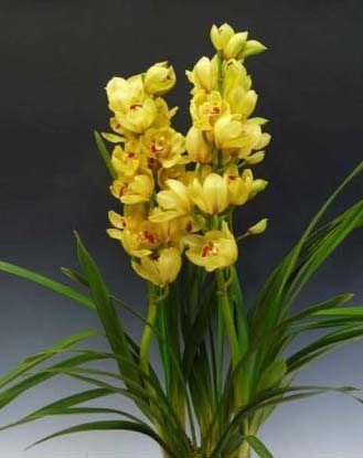 Cymbidium Sunny Moon