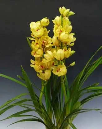 Cymbidium Sunny Moon