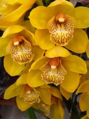 Cymbidium Morning Moon 'Great Tiger'