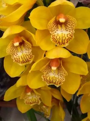 Cymbidium Morning Moon 'Great Tiger'