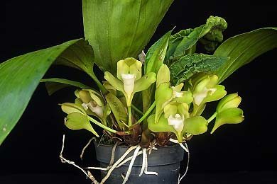 Bifrenaria fuerstenbergiana alba