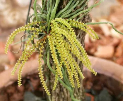 Campylocentrum burchellii