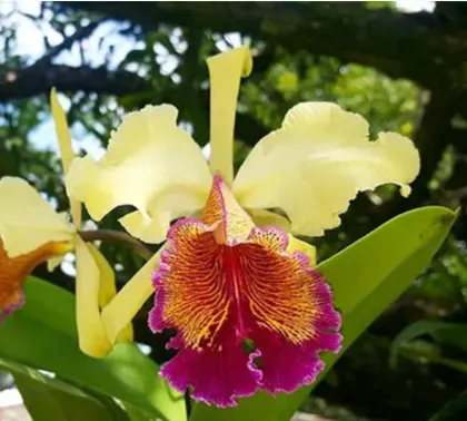 Cattleya dowiana var. aurea