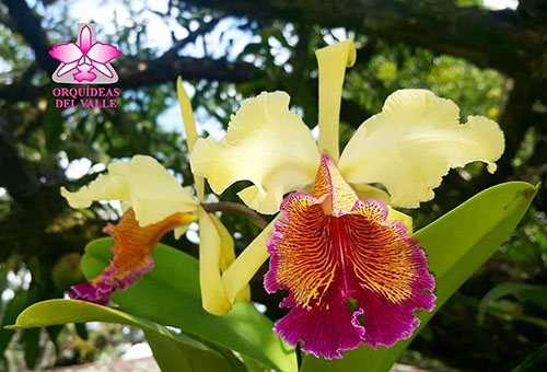 Cattleya dowiana var. aurea