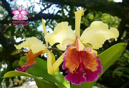 Cattleya dowiana var. aurea