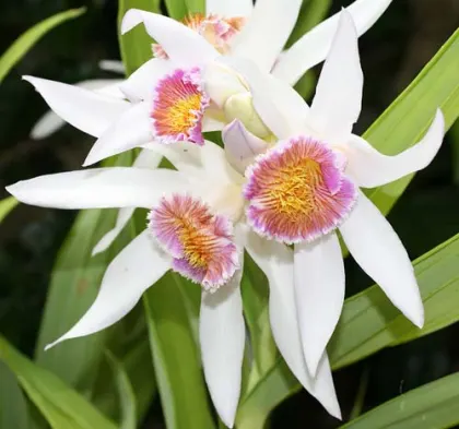 Thunia venosa