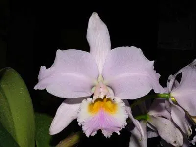 Cattleya labiata amesiana 'Mandarim' x self